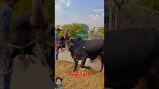 Gau Mata short videogaushalacowbullgaumatafarming [upl. by Ddene]