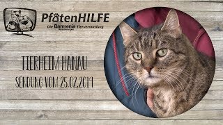 Pfotenhilfe  Die Barmenia Tiervermittlung Tierheim Hanau 2 [upl. by Beckerman]