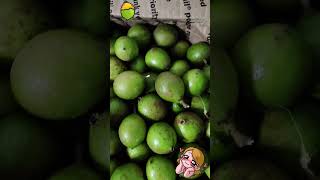 Envio de Quenepas Mamoncillo desde Puerto Rico hacia Florida [upl. by Anirtruc]