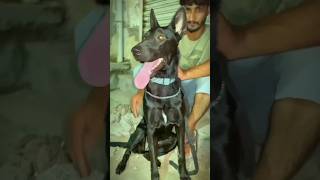 Absolutely 💯 stunning beautiful Belgian malinois dog ❤️❤️🐶🐕✅ shorts trending viralvideo [upl. by Merrile]