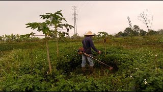 Please join me in spreading the work of cleaning the garden of weeds  Vietnamese village life 22 [upl. by Kass]