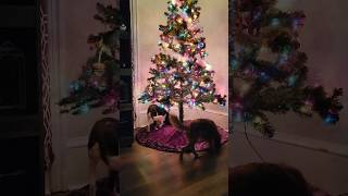 Momos first Christmas tree christmas kingcharlesspaniel dogshorts cavalierfamily [upl. by Naryk277]