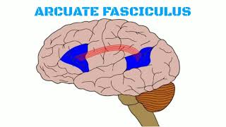 Association fibers of brain [upl. by Hplodnar]