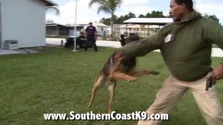 Police Dog Training This awesome K9s got it right  Florida K9 Training School [upl. by Grae175]