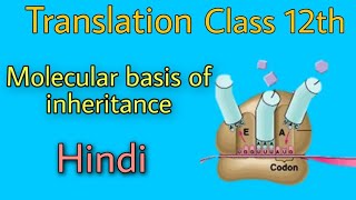 Translation biology class 12th by be educated in hindi [upl. by Anyaj]