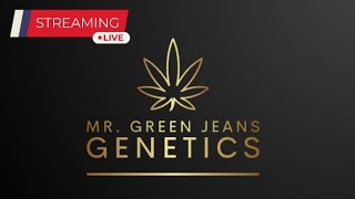 Live w Mr Green Jeans Genetics [upl. by Ahsahtan]