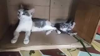 Mother cat attacks dog defending kitten and later dog retaliate [upl. by Enyrhtak]