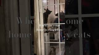 Clingy cats of mine cat cute catlover animals cats catvideos catshorts [upl. by Kerr]