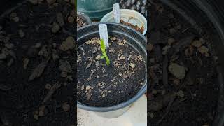 Artocarpus heterophyllus Jackfruit seedlings [upl. by Lucian]