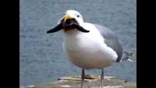 Seagull nearly swallows a starfish whole [upl. by Nnairb]