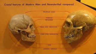 Neanderthals The Mysterious Humans We Never Knew [upl. by Nnaeirrac]