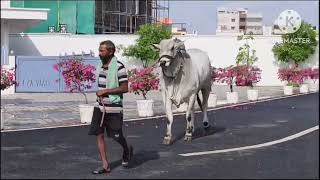 Ongole bulls morning walking vedio andhrabulls456 [upl. by Stillmann]