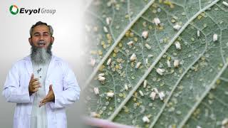 White Fly on Cotton  Life cycle damage and Its management [upl. by Ijuy]