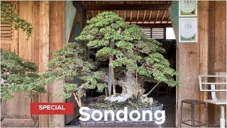 TEBON ART PESANTENAN BONSAI  Pati [upl. by Anelet129]