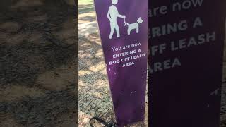 Off lead or no lead toowoomba dogpark noleads freedjalok [upl. by Ymeraj802]