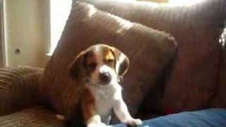 beagle puppy howl [upl. by Bryna]