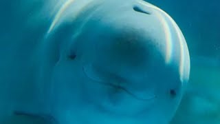 Yangtze finless porpoise Protecting China’s ‘Smiling Angel’ [upl. by Sievert]