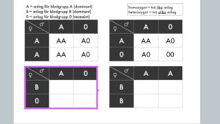 Korsningsschema Anlag för blodgrupper [upl. by Waters]