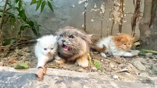 Angry Mother cat protects her Kittens and doesnt let anyone approach them [upl. by Ingaborg]