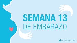 Semana 13 de embarazo  13 semanas de embarazo  El embarazo semana a semana [upl. by Solon]