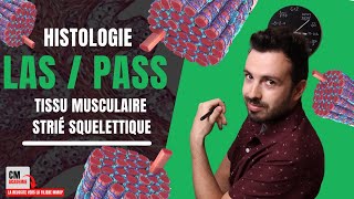 Le TISSU MUSCULAIRE STRIE SQUELETTIQUE  💪 Rhabdomyocyte Sarcolemme myofibrille fibre musculaire [upl. by Melac]