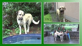 Hundevermittlung  JuliAugust 2017 Tierheim Hannover TV [upl. by Higgs490]