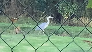 Szürke gém Ardea cinerea [upl. by Odetta]