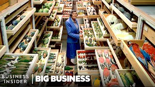 Why 99 Of Smithsonians Specimens Are Hidden In HighSecurity  Big Business  Business Insider [upl. by Nirb]