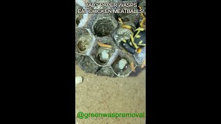 BABY PAPER WASPS EATING CHICKEN MEATBALLS INVASIVE EUROPEAN PAPER WASP LARVAE Polistes Dominula [upl. by Jeggar]