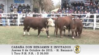 081015 Venta de Toros PH PR  Cabaña Don Benjamìn  Huinca Renanco [upl. by Zenda175]