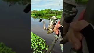 bigfish fishvideos fyp fish omg crazyfish fishinglifeyoutubeshorts shortsvideo [upl. by Ecirbaf]