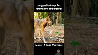 उस खूंखार बिल्ले ने एक बेघर कुत्ते को अपना दोस्त बना लिया II Movie  A Dogs Way home [upl. by Koorb]