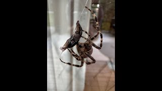 Cross Orbweaver Spider  Araneus diadematus [upl. by Ahsemad]