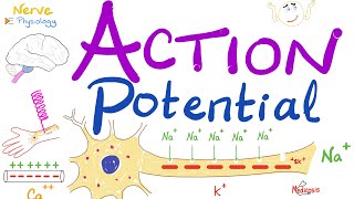 Detailed Animation on Action Potential [upl. by Hammond650]