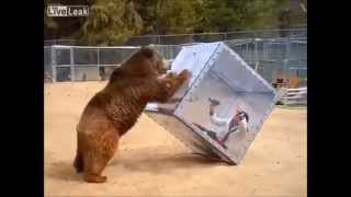 Grizzly Bear Attacks Scared Girl In A Glass Cube [upl. by Odoric]