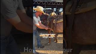 coltstarting horsemanship horseequipment horseriding [upl. by Nosnarb537]