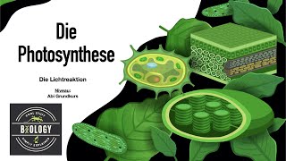 Lichtreaktion der Photosynthese einfach erklärt für Abitur LEISTUNGSKURS Biologie HD [upl. by Kiersten369]