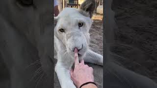 quotNose to Nose The Cutest Animal Encountersquot Funny animal moments Animal nose challenge [upl. by Wheaton765]