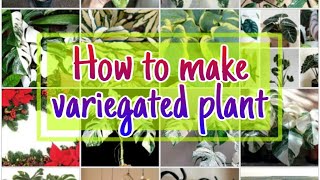 How to Make a Variegated Plant Method of Producing Variegated Plants [upl. by Frydman675]