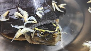 funny and shy turtle eating shrimps [upl. by Ulrich]