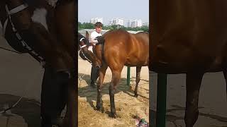 Horses horse equestrian horseracing horselover horseriding funny koidunyaeatamenahihamtatera [upl. by Gala]