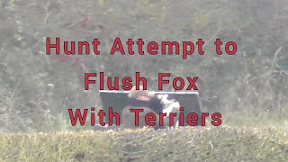 Hunt Attempts to Flush Fox With Terriers [upl. by Ehsom265]