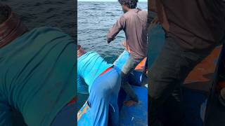 Sabiki Fishing  தும்புத் தூண்டிலில் சூரை மீன்கள் பிடித்தோம்  fishing fish deepfish [upl. by Enileuqaj191]