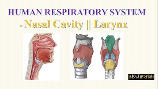 Lec 01 Nasal Cavity amp Larynx  Human Respiratory System [upl. by Treacy]