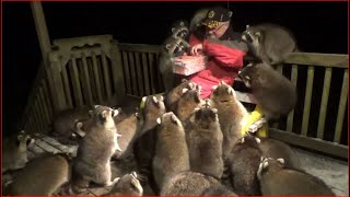 Mobbed by Raccoons 25 Tuesday Night 03 Nov 2020 [upl. by Adaval183]