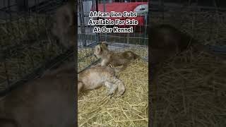 African lion cubs available for sale at our kennel lion animals petiqueclinic lionking foryou [upl. by Manning]