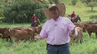 Raza Brahman y sus cruces Agropecuaria San Lucas Campo El Mundo del Campo [upl. by Halimaj]