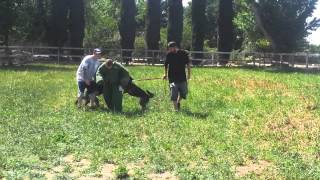 Czech Gsds 2 dog attack [upl. by Egroeg]