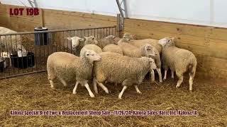 Lot 19AampB  Kalona Bred amp Replacement Sale 112624 [upl. by Eniamrehs]