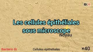 cellules épithéliales sous microscope [upl. by Daffodil878]